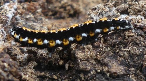 Ethmia pusiella